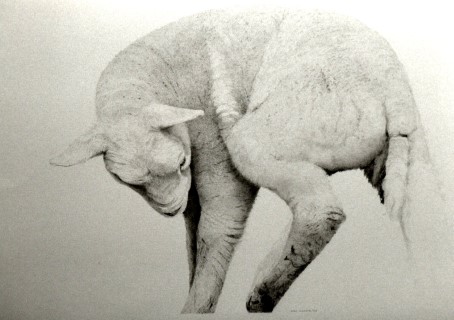 lamb, part.coll